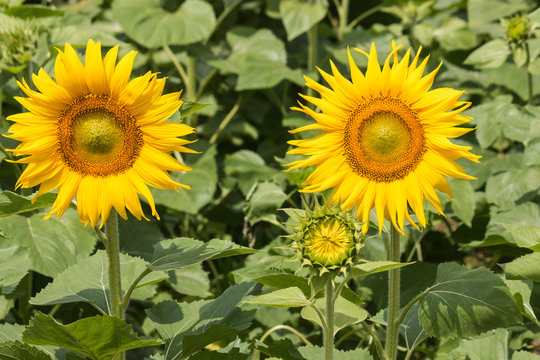 close up of sunflowers in bloom