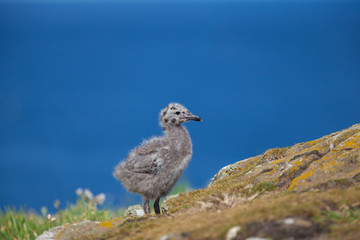 Baby Seagull