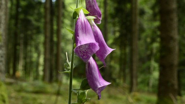 Fingerhut, Digitalis purpurea, Bl&uuml;te der giftigen Heilpflanze