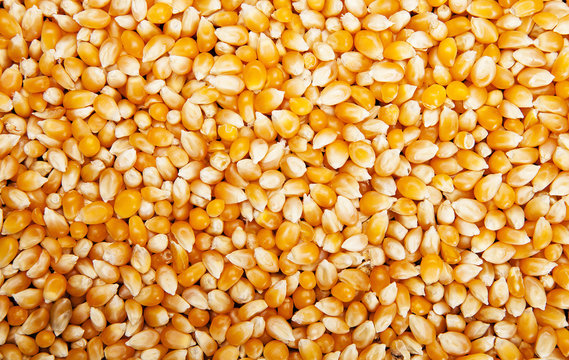 Bulk of corn grains