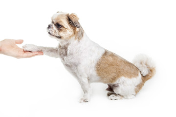 Lhasa Apso Dog over a white background