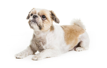 Lhasa Apso Dog over a white background