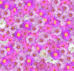 Fototapeta na wymiar Flower Background