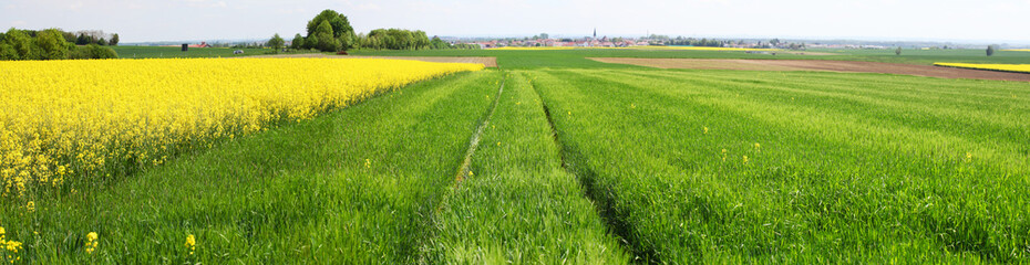 Rapsfeld Sommer Panorama