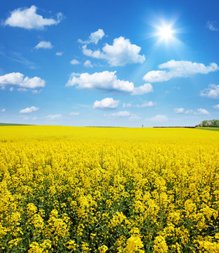 Bl&uuml;hende Rapsfelder bereichern unsere Kulturlandschaft