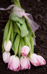 Fototapeta premium Pink tulip bouquet 