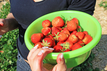 Erdbeeren Plantage an einem sonnigen Tag