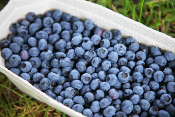 Reife und saftige Heidelbeeren