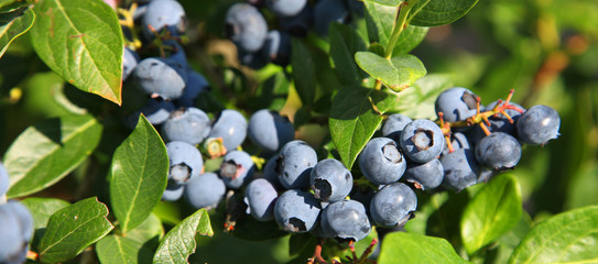 Reife und saftige Heidelbeeren