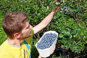 Reife und saftige Heidelbeeren