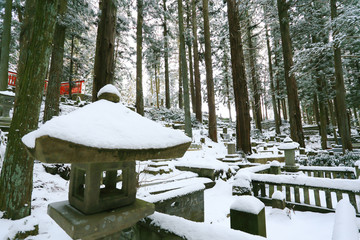Beautiful Winter forest (Japanese cemetery)
