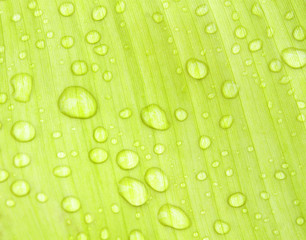 Water droplets on banana leaves