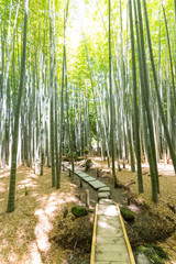 Fototapeta premium 竹林