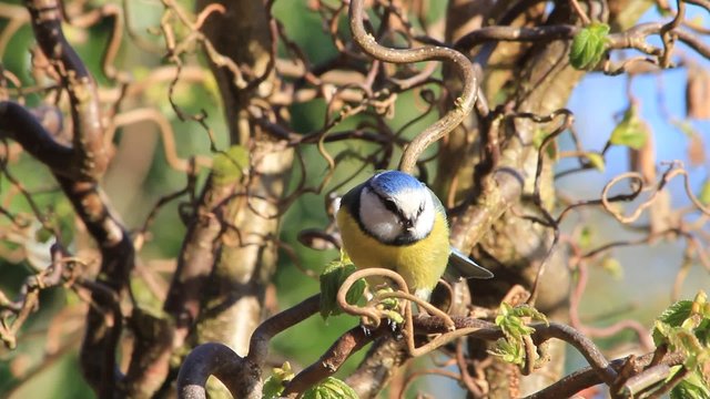 Blaumeise im April im Haselnussbaum in der Morgensonne
