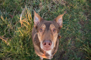 A dog looks up at the camera