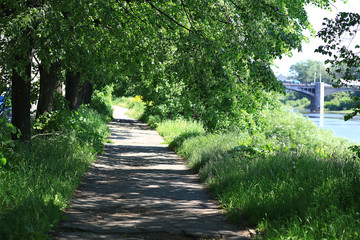 Fototapeta premium Summer in the city park landscape