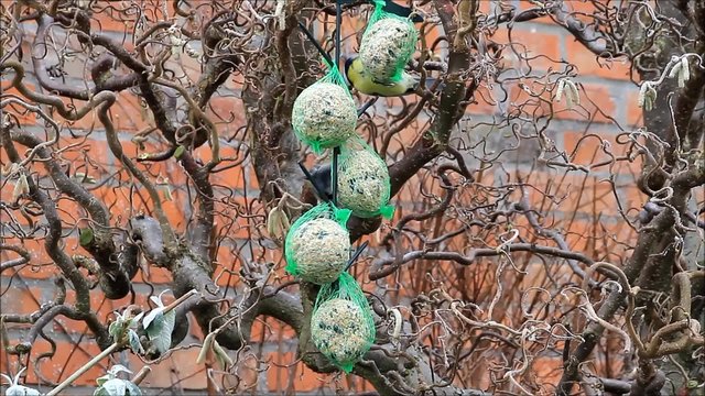 Blaumeisen picken an Meisenkn&ouml;del im Haselnussbaum 
