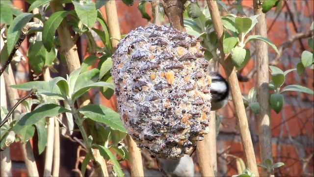 Schwanzmeisen picken Winterfutter am Meisenzapfen
