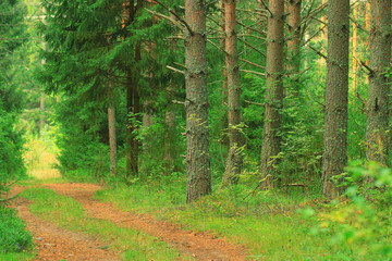 Fototapeta premium summer spruce forest landscape