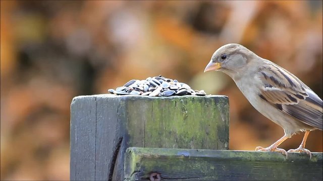 Sperling Nachaufnahme pickt Winterfutter vom Holzpfosten 
