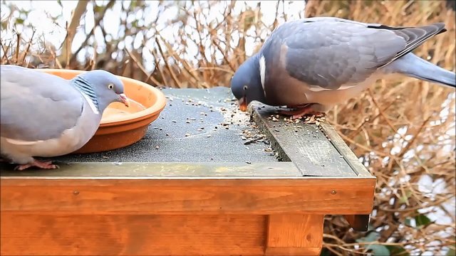 Zwei Tauben picken Winterfutter
