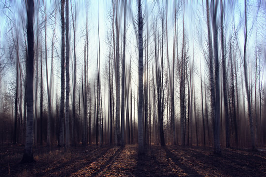 Fototapeta landscape blurred autumn forest