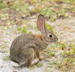 Fototapeta premium Juvenile rabbit, Sylvilagus bachmani, wild brush rabbit on a hiking path in Irvine, Southern California in Spring