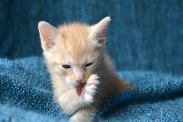 Fototapeta na wymiar Orange striped kitten licking paw