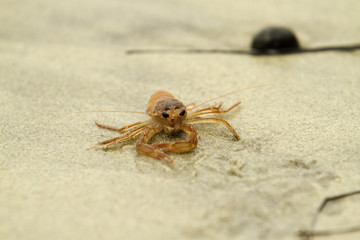 Red Tuna Crab on Beach