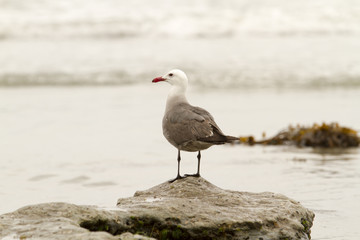 Seagull perched on rock