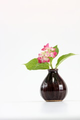 水しぶきがかかったピンクの小さいアジサイを花瓶に挿す