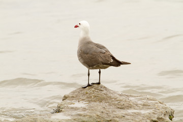 Seagull perched on rock