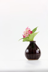 Obraz na płótnie Canvas 水しぶきがかかったピンクの小さいアジサイを花瓶に挿す