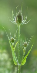 Wilde Karde vor dem Erblühen / Dipsacus Fullonum before bloom