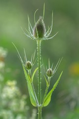 Wilde Karde vor dem Erblühen / Dipsacus Fullonum before bloom