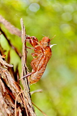 Husk of cicada Husk of cicada Husk of cicada Husk of cicada Husk of cicada  