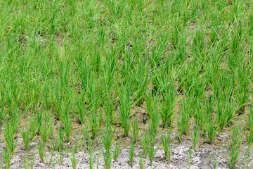Rice Sprout in Rice field.Rice seedlings green background