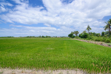 Obraz premium Rice Sprout in Rice field.Rice seedlings green background
