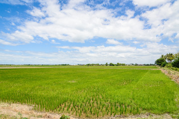Fototapeta na wymiar Rice Sprout in Rice field.Rice seedlings green background