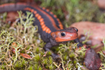 Salamander (Himalayan Newt) found in Phuluang Wildlife Sanctuary