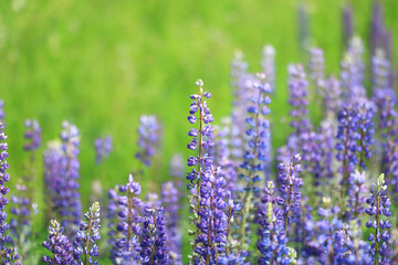 wild flowers in the field