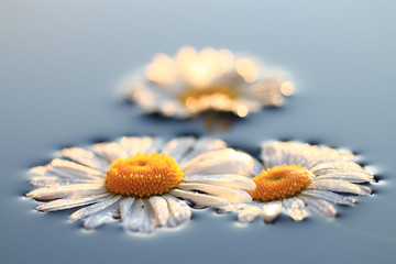 Fototapeta premium Chamomile background nature