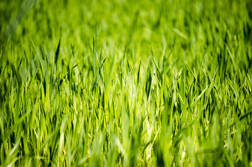 Perfect green background by the fresh grass