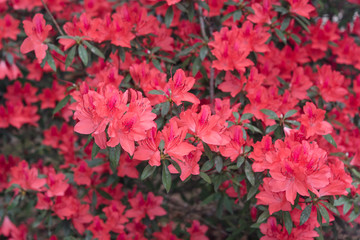 red rhododendron blossom, Azalea