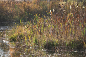 texture autumn grass blurred background