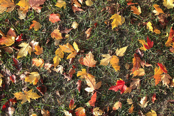 yellow autumn leaves background fall