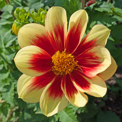 Dahlie