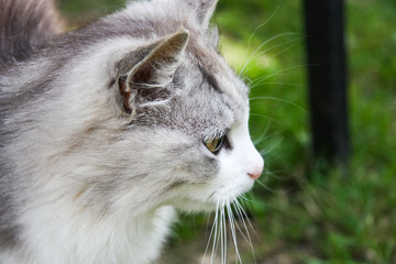 Wild grey cat in grass