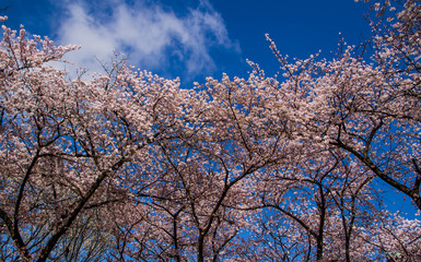 Naklejka premium Pink sakura