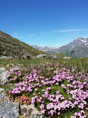 Fleurs alpines au Mont-cenis